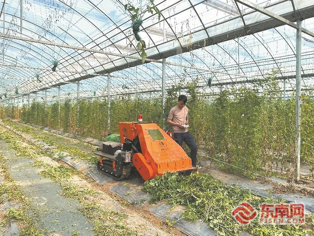 福建因地制宜推进尾菜机械化处理与资源化利用 民生