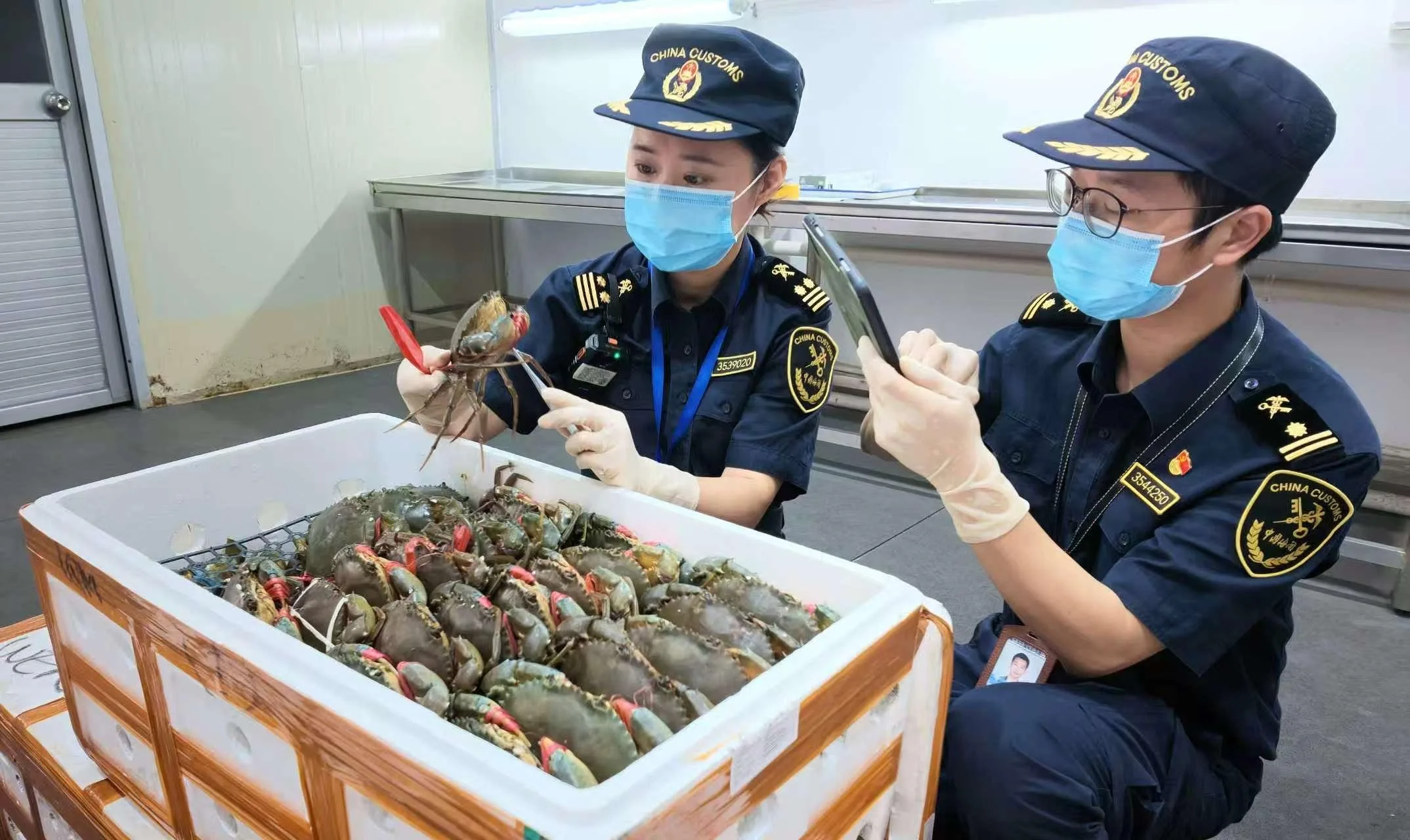 跨越赤道的“鲜”：活青蟹丰富市民餐桌