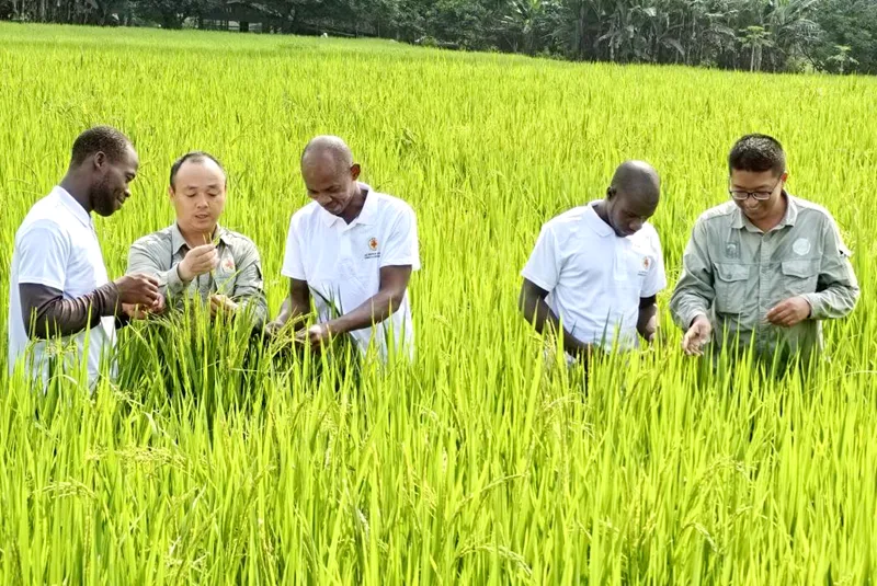 我在非洲种水稻|谢鸿光口述:让中国种子万里扎根