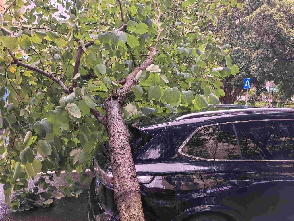 福州迎来狂风暴雨 多地路面积水树木倒伏、多条公交线路停运、公园暂闭 - 配图4