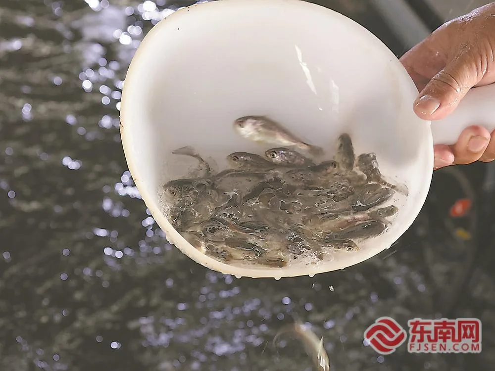 大黄鱼“换种”记 民生 - 配图2
