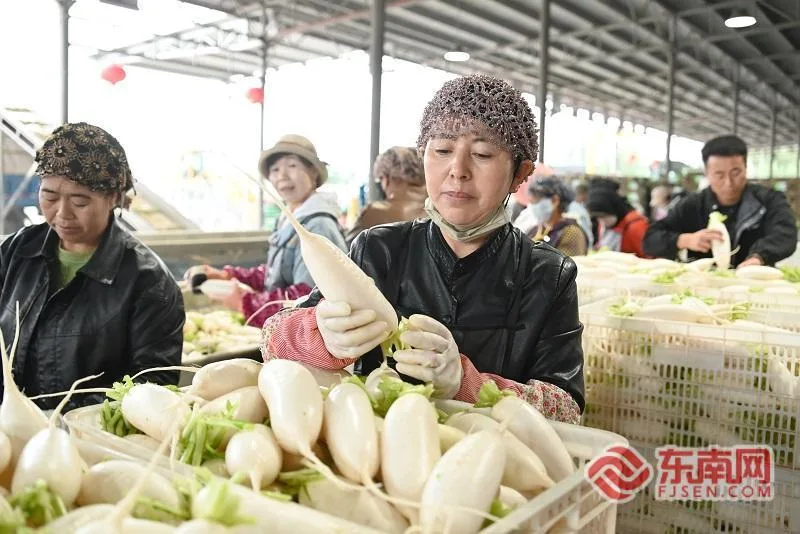 “闽宁情・山海助农”活动首日走进闽宁镇 实地探访解锁山海协作共富实践 - 配图8