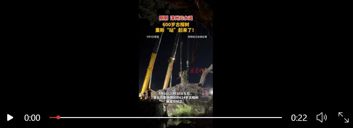 刚刚，漳州云水谣600岁古榕树重新“站”起来了！ 民生