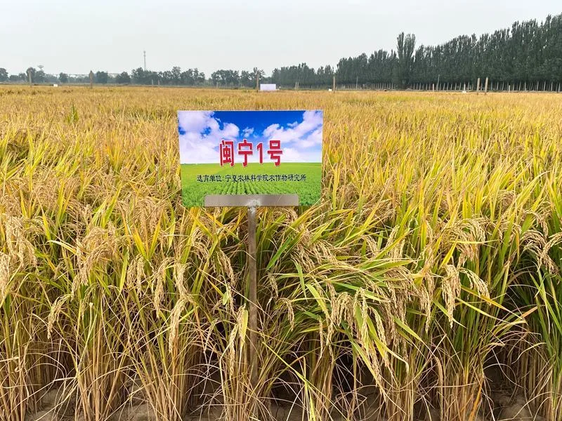 一年扩种3万多亩,“闽宁1号”为何受青睐?