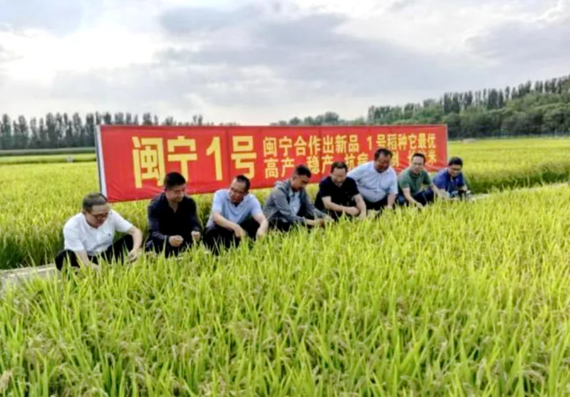 一年扩种3万多亩,“闽宁1号”为何受青睐? - 配图5