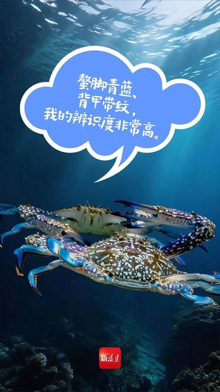 八闽风物正当时 | 秋风起，这只“青脚花蟹”藏不住了 - 配图3