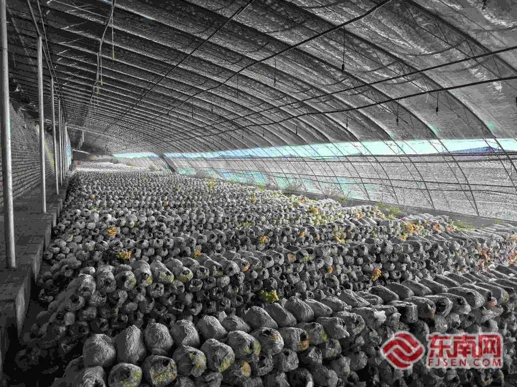 从福建到宁夏:闽宁协作三十年,一批福建创业者扎根塞上书写山海故事 - 配图3