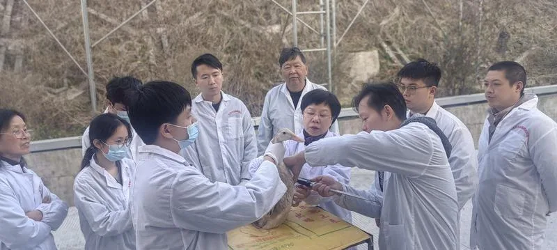 深读丨“超级蛋鸭”诞生记 社会