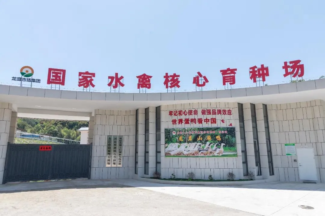 深读丨“超级蛋鸭”诞生记 社会 - 配图2