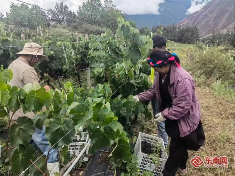 行走昌都看民族团结|手足同心绘华章 - 配图6