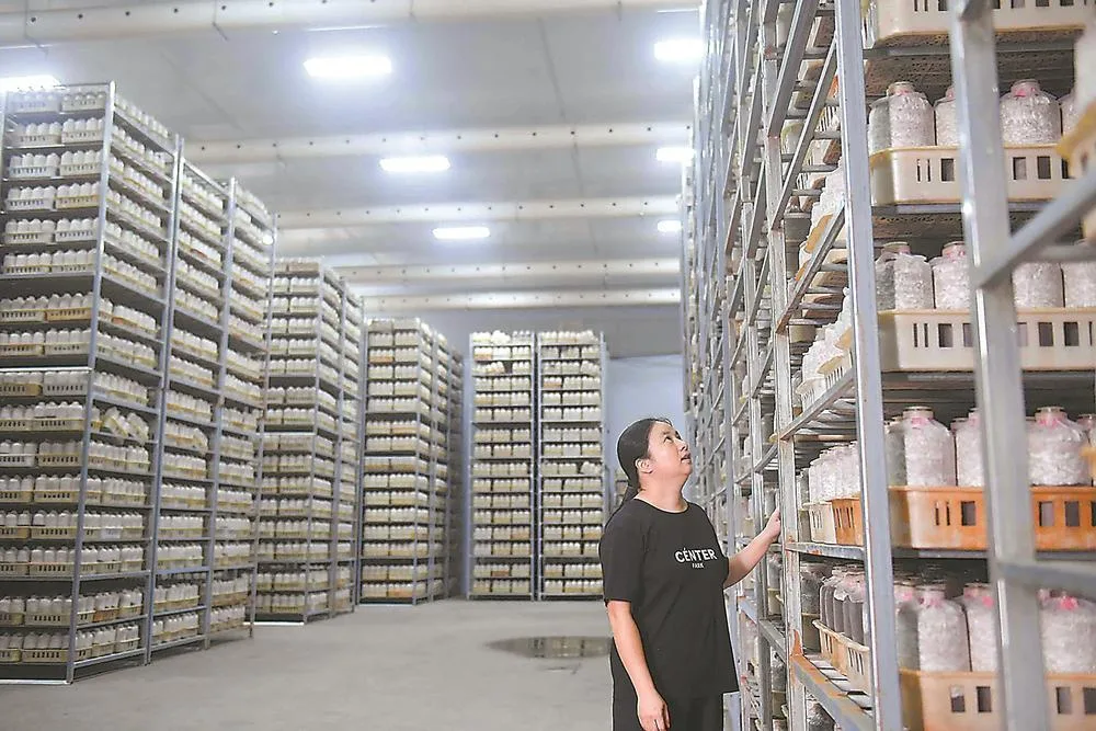 罗源食用菌产业解困局：从育种到冷链，一路突围 经济