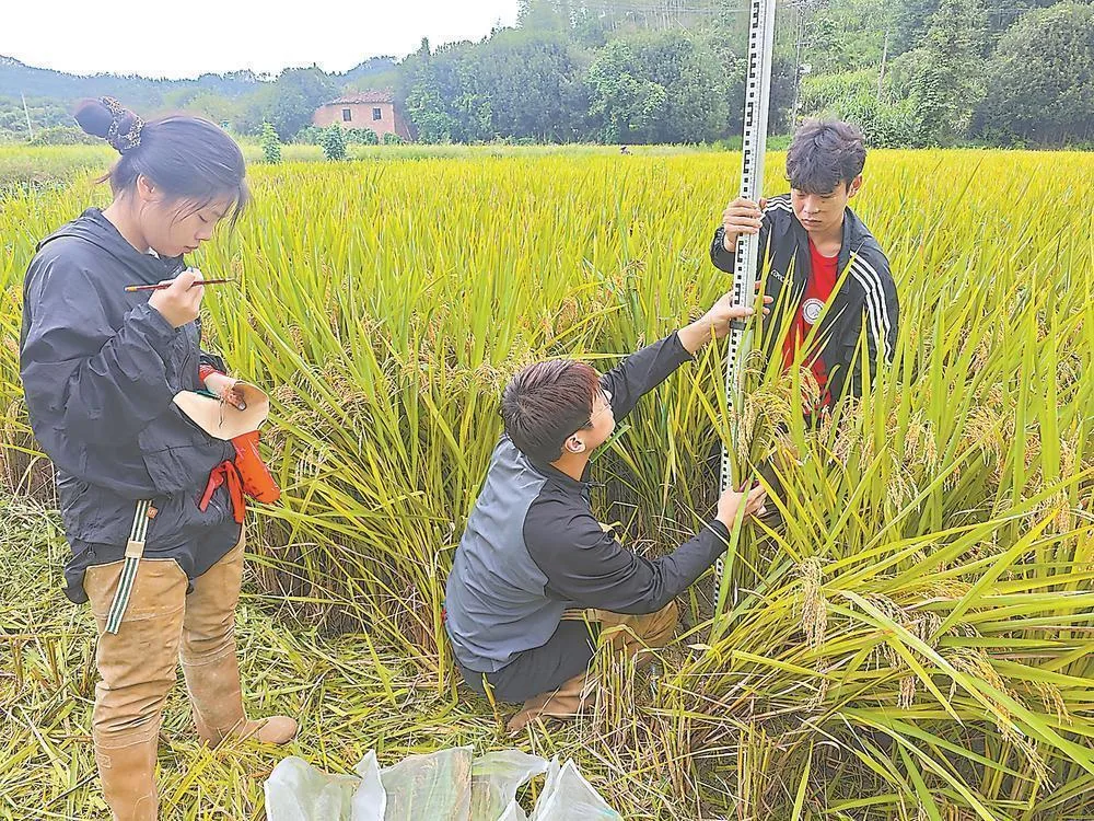 三尺讲台育英才 一线科研拓新智——基础研究人才一线生长记 社会 - 配图4