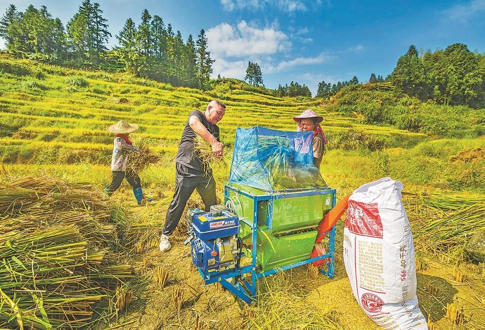 金秋时节 福安市中稻进入集中收割期 社会
