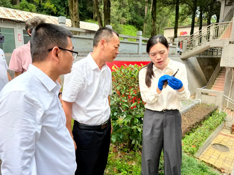 古田会议会址老樟树“抱恙” 福建农林大学林业专家现场诊断病因
