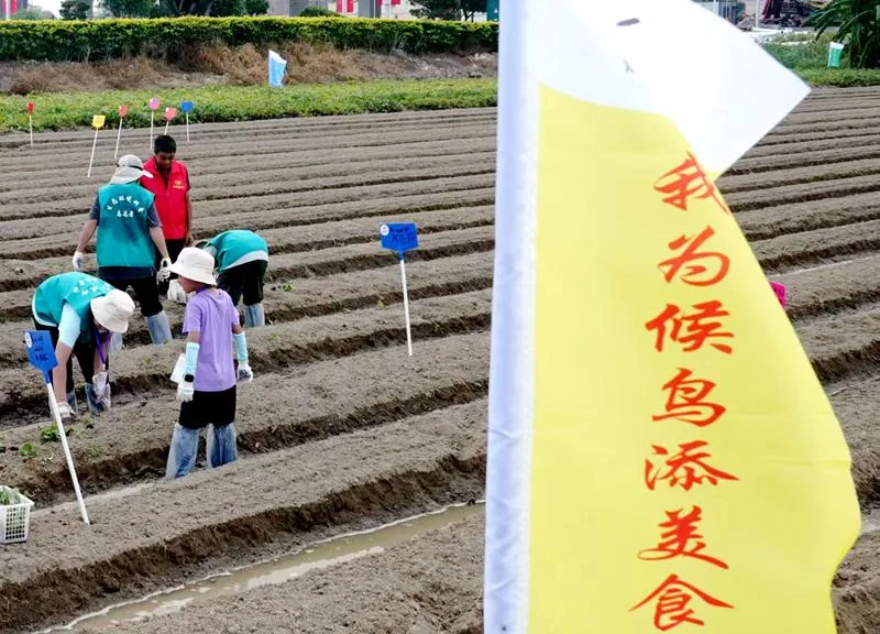 闽江河口湿地开辟候鸟“口粮田” 40余名市民参与认种