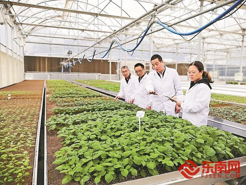 我在闽地追“薯”光 民生