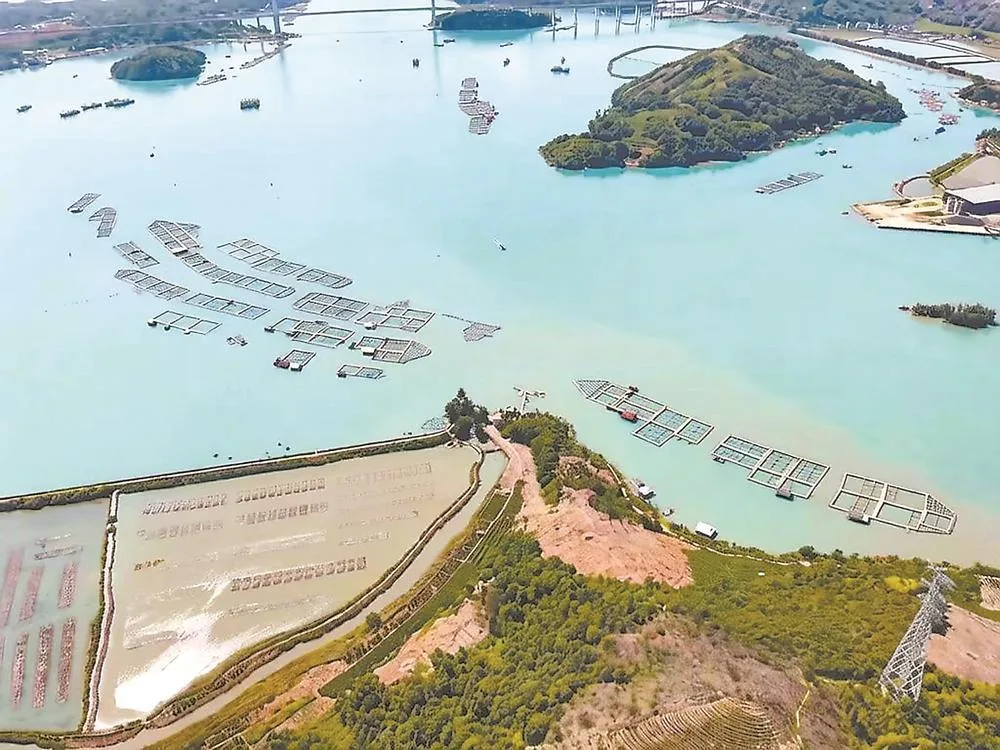 福鼎前岐:海路通商脉 新业竞芳菲 社会 - 配图2