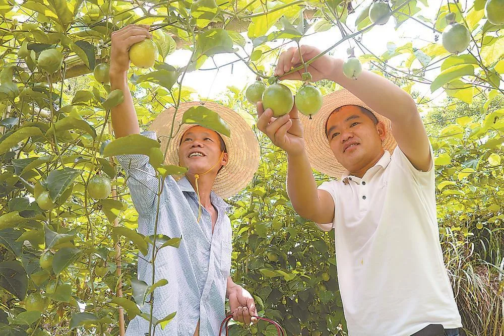 福鼎前岐:海路通商脉 新业竞芳菲 社会 - 配图4