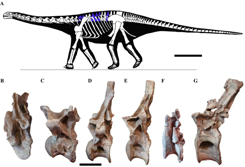 云南楚雄发现蜥脚类恐龙一新属种