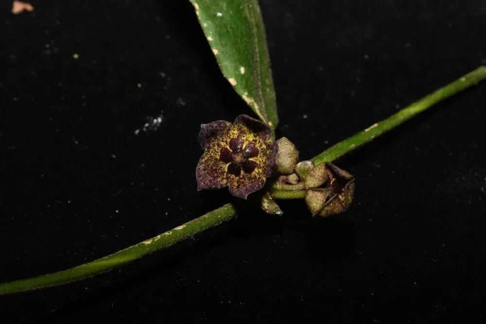 我国发现植物新物种“铜壁关醉魂藤”