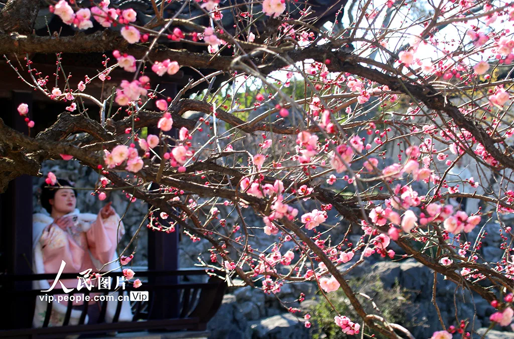 江苏苏州：艺圃梅花竞相绽放