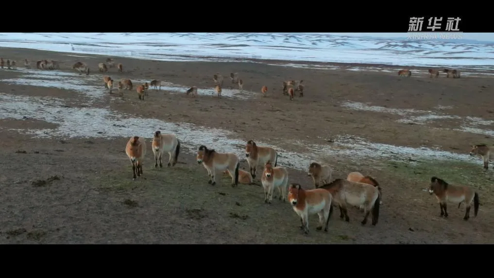 新春走基层丨旷野逐风：守护普氏野马的日与夜