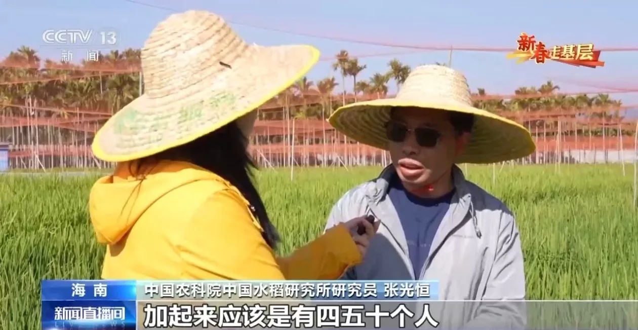 新春走基层丨水稻育种遇上AI 老专家与工程师联手“抢花期”