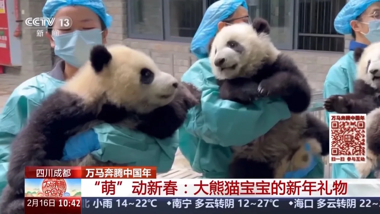 视频丨别划走，大熊猫宝宝们给你拜年啦