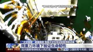 “太空蝴蝶”破蛹展翅 我国太空生物试验取得新进展