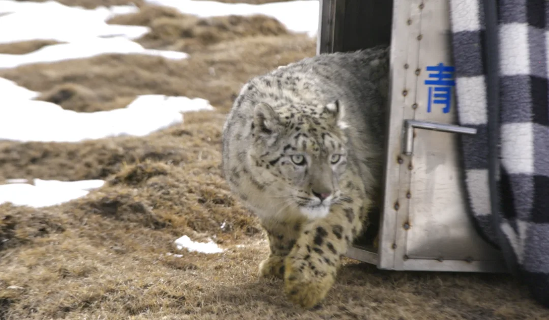 青海省野生动物救护繁育中心成功放归一只雪豹