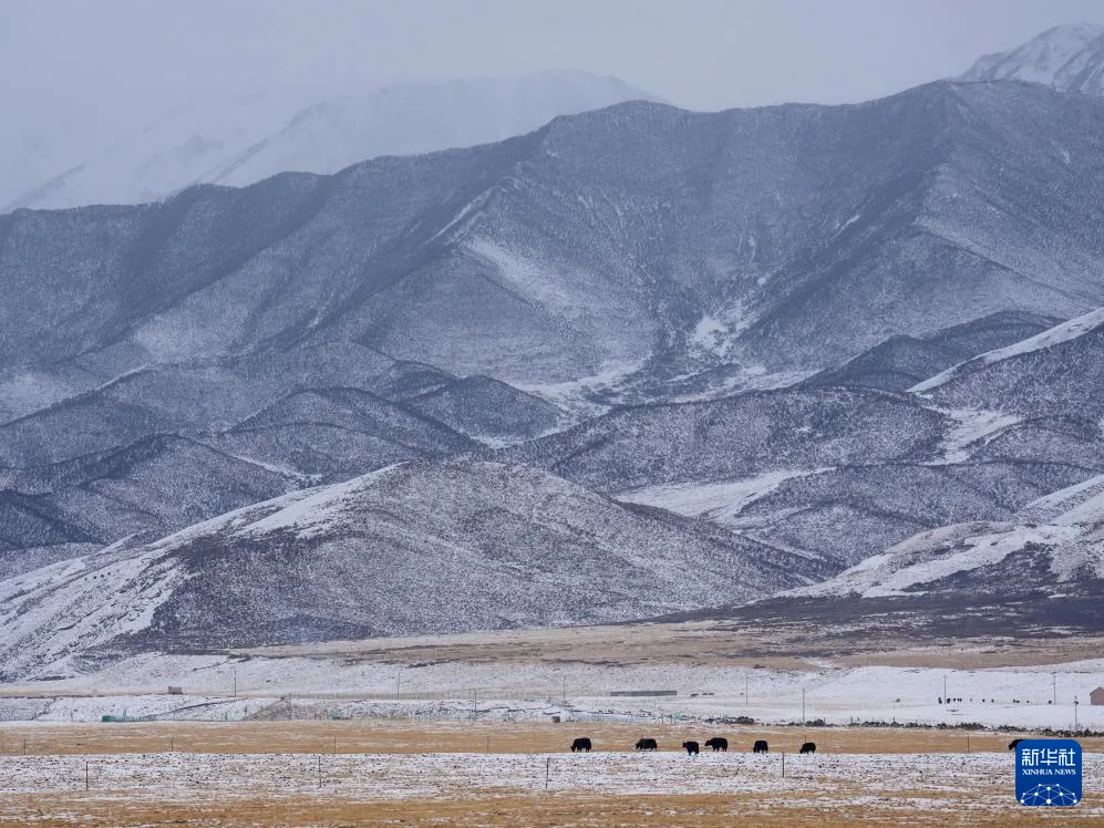 青海祁连： 春雪润高原