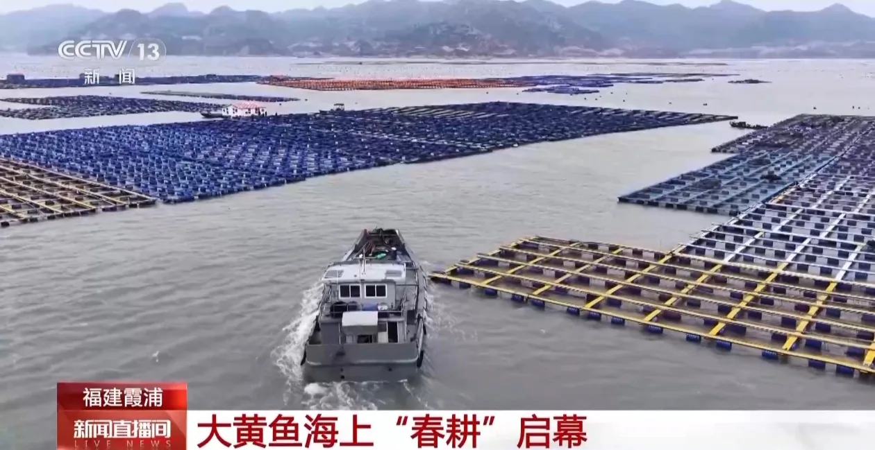 福建霞浦迎来春季投苗黄金期 培育大黄鱼鱼苗约3亿尾