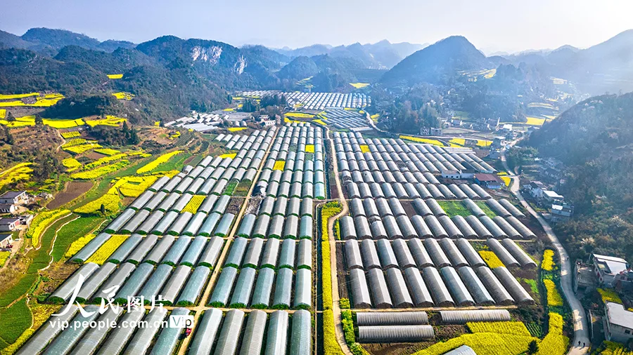 贵州黔西：现代山地特色高效农业助振兴