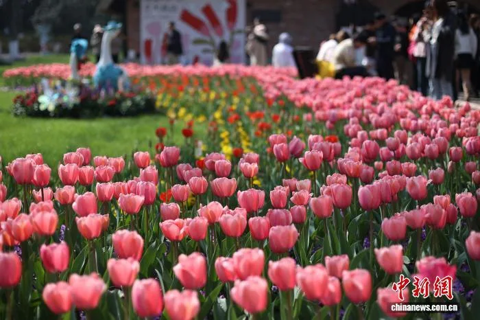 南京：郁金香盛放绘就春日花花世界