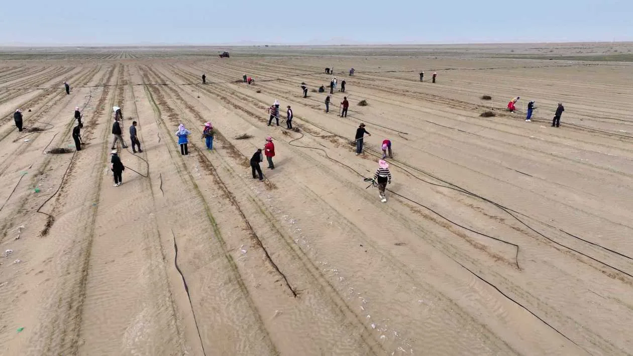 硬核“锁边”还能这么浪漫？今年，这里种下了1.2万亩玫瑰！