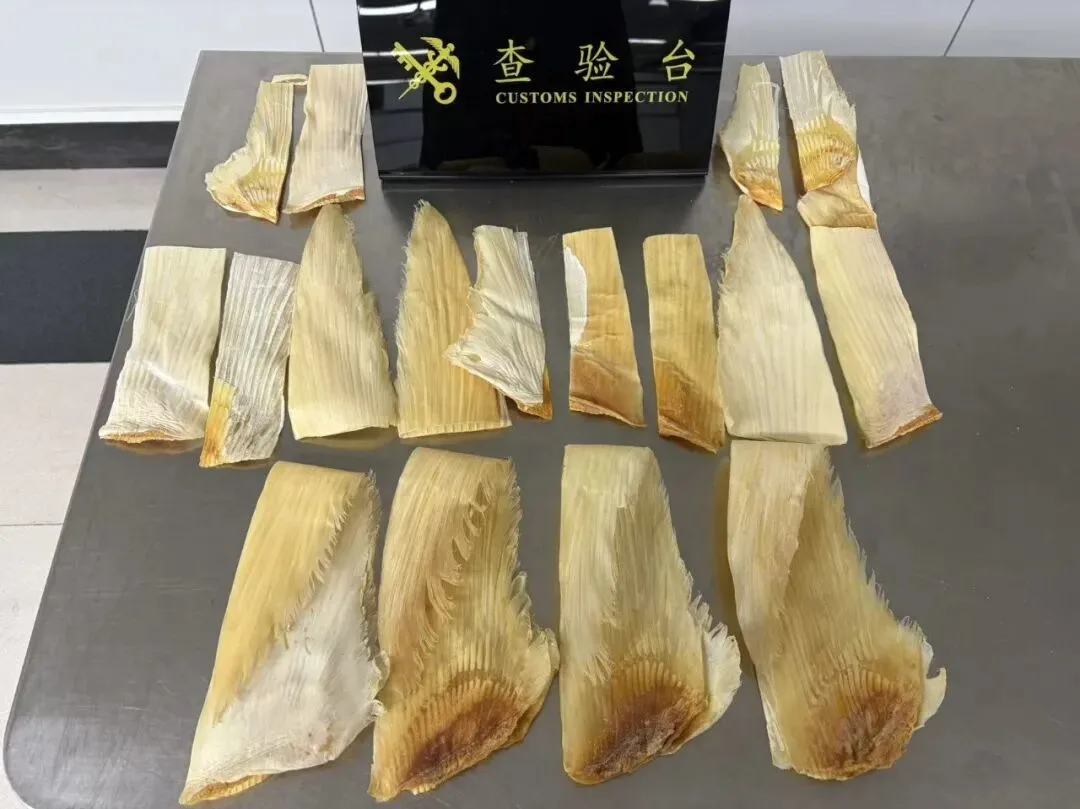 罗湖海关查获一起旅客携带濒危大青鲨鱼翅23块进境案