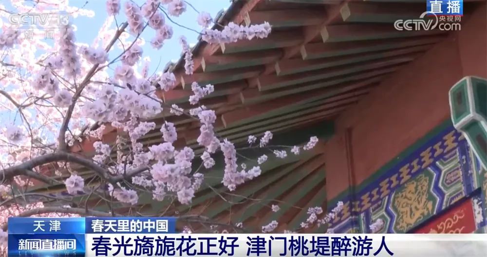 “赏花经济”激活新消费场景 农文旅融合让特色产业成为乡村振兴新引擎