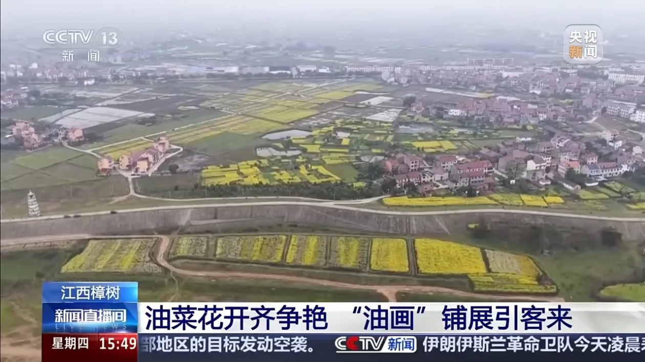 花色不断上新 彩色油菜花让农田变身“调色板”