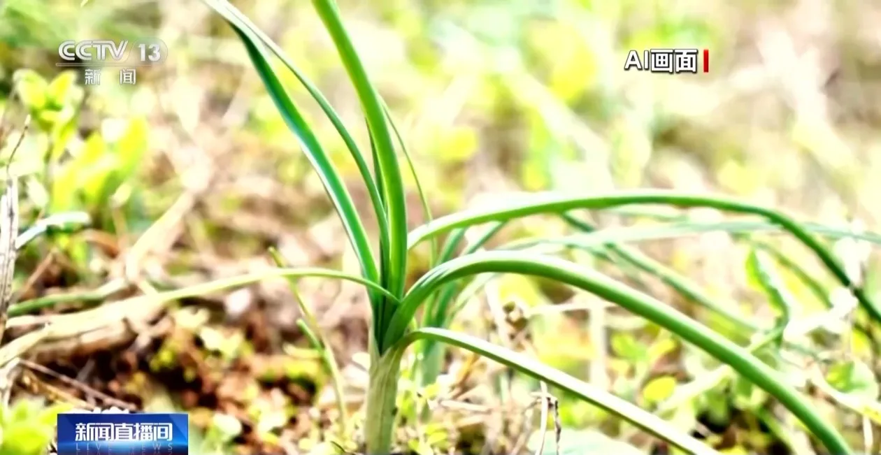 小蒜饼、蒸春鱼……这几款春日限定美味你吃过吗？