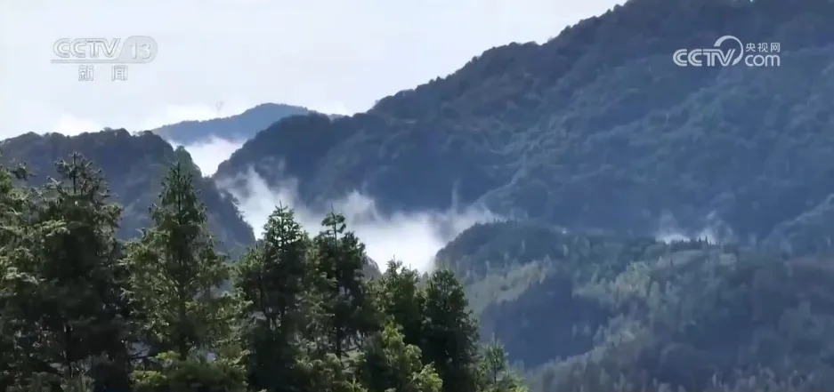 36亿亩、25.09%，双增长！“植”此青绿绘就美丽中国新画卷