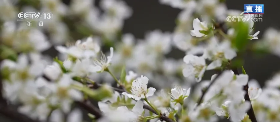 “一朵春花”串联起乡村文旅新业态 春日限定美景激活乡村经济“一池春水”