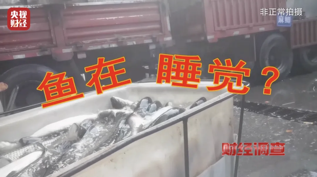 活鱼被人为麻醉流向餐桌，可能“喝过”工业酒精！《财经调查》曝光