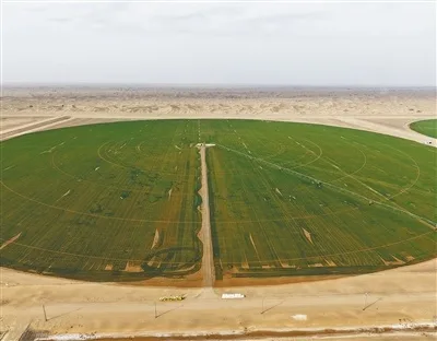 沙漠边也能种小麦，咋做到的？