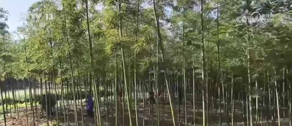 “小春鲜”撬动“大产业” 时令美食为乡村振兴注入蓬勃“春日活力”