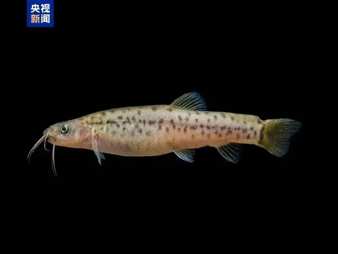 广西发现鱼类新物种弄岗异条鳅
