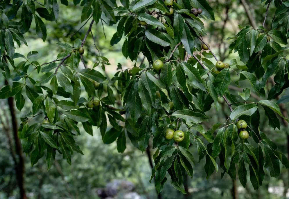 极危物种贵州山核桃首次野外回归
