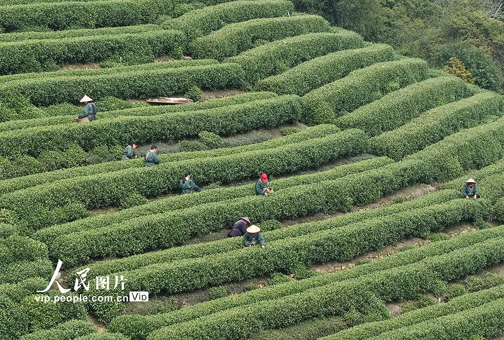 浙江杭州：“明前茶”采摘忙