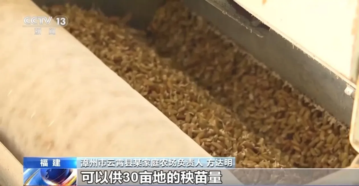 秧苗也有“流水线” 福建推广工厂化育苗提升育秧效率