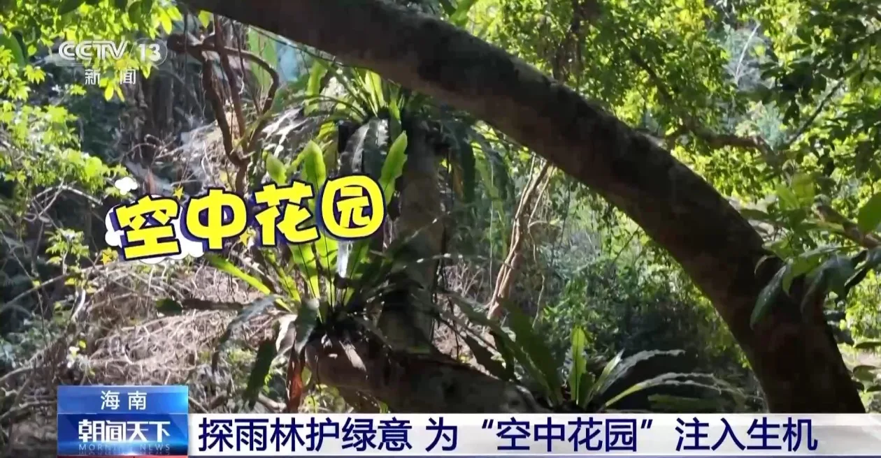 海底种珊瑚、雨林探“花园” 来感受海南的“绿色脉搏”