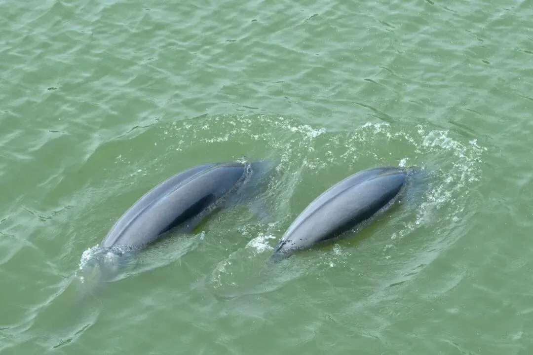 比禁渔前增长28%！去年长江安徽段江豚种群数量达293头